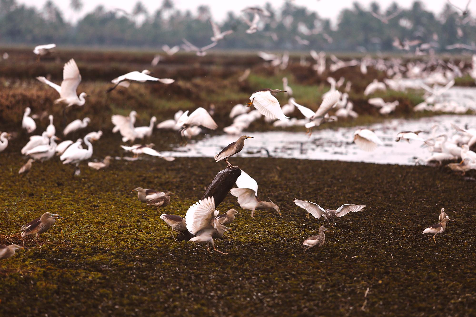 Coconut Lagoon Kumarakom - A Cgh Earth Experience Exterior photo